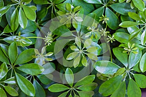 Dwarf Umbrella Schefflera actinophylla ornamental plants Background Pattern, Vertical Green Leaves Textured or Green Bush Backg
