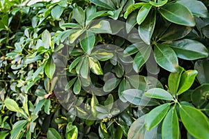 Dwarf Umbrella Schefflera actinophylla ornamental plants Pattern, Green Leaves Textured or Green Bush Background