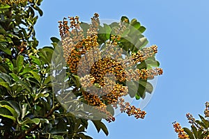 Dwarf umbrella tree fruits, Schefflera arboricola, on garden
