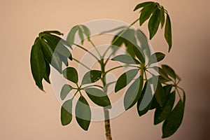 Dwarf Umbrella Tree. Schefflera variegated is a genus of flowering plants in the family Araliaceae