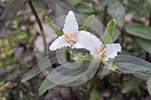 Dwarf wakerobin Trillium pusillum, flowering plants photo