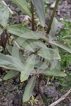 Dwarf wakerobin Trillium pusillum, plants