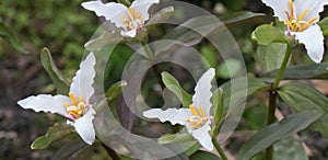 Dwarf wakerobin Trillium pusillum, white flowering plants photo