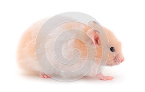 Dwarf white hamster
