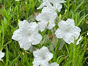 Dwarf White Ruellia ,White Mexican petunia or Katie Dwarf White, is a blooming in garden