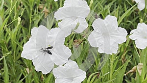 Dwarf White Ruellia ,White Mexican petunia or Katie Dwarf White, is a blooming in garden