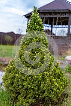 Dwarf white spruce Picea Glauca Conica in a garden