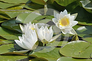 Dwarf White Water-lily