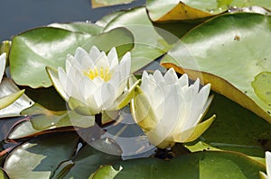 Dwarf White Water-lily