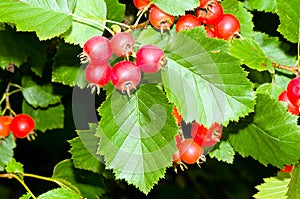 Dwarf whitebeam