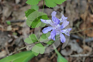 Dwarf Wild Iris Wildflower