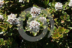 Dwarf Yedda Hawthorn, Rhaphiolepis umbellata 'Minor'