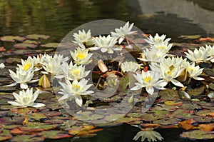 Dwarf Yellow Water-lily