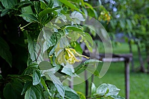 Dwarf Ylang-Ylang or cananga tree