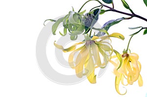 Dwarf Ylang-Ylang flower