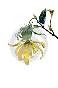 Dwarf Ylang-Ylang flower