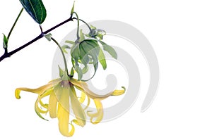 Dwarf Ylang-Ylang flower