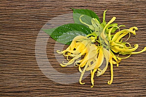 Dwarf Ylang-Ylang flower blooming