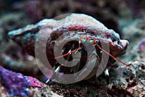 Dwarf zebra hermit crab calcinus laevimanus