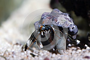 Dwarf Zebra Hermit Crab - Calcinus Laevimanus