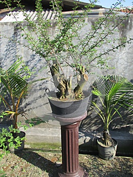 Dwarfed banyan tree for terrace decoration