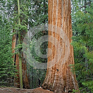 Dwarfed by the Giant Sequoia Tree