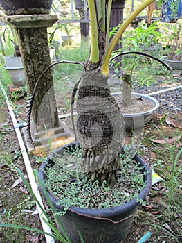 Dwarfed tiny tiny trunk coconut tree plant