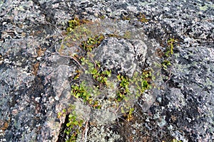 Dwarfish birch (Betula nana L.) grows in the stony tundra