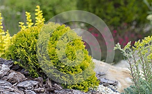 Dwarfish globular thuya. A low-grown coniferous plant, used in landscape design, and in particular in Japanese stone