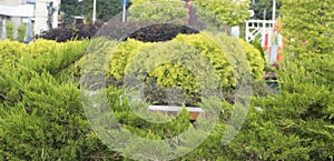 Dwarfish globular thuya. A low-grown coniferous plant, used in landscape design, and in particular in Japanese stone gardens.