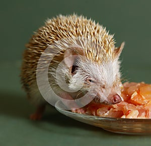 Dwarfish hedgehog eating meat from the plate