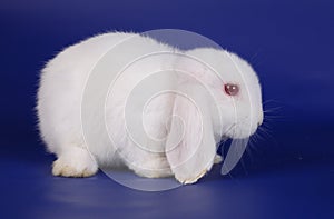 Dwarfish lop-eared rabbit an albino