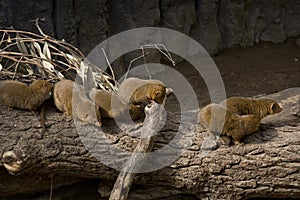 Dwarfish mongoose