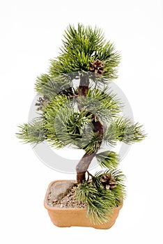 Dwarfish pine is art bonsai