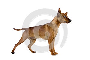 Dwarfish pinscher costs on white