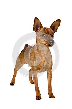 Dwarfish pinscher costs on white