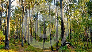 Dwellingup is a small timber town situated on top of an escarpment. It is surrounded by a state forest known for its extensive