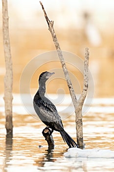 Dwergaalscholver, Pygmy Cormorant, Phalacrocorax pygmeus photo