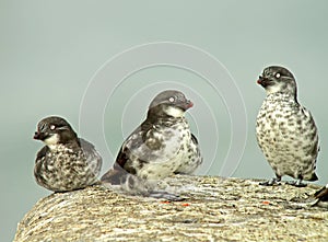 Dwergalk, Least Auklet, Aethia pusilla