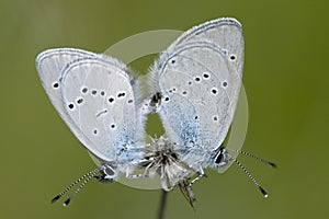 Dwergblauwtje, Little Blue, Cupido minimus