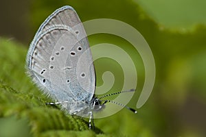 Dwergblauwtje, Little Blue, Cupido mininus