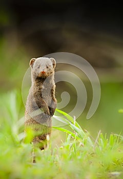 Dwergmangoest, Common Dwarf Mongoose, Helogale parvula