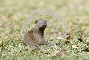 Dwergmangoest, Dwarf Mongoose, Helogale parvula