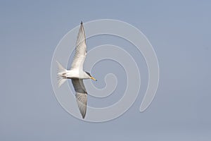 Dwergstern, Little Tern, Sternula albifrons