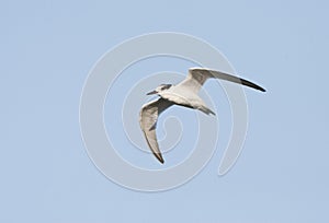 Dwergstern, Little Tern, Sternula albifrons