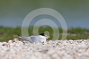 Dwergstern, Little Tern, Sternula albifrons