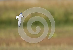 Dwergstern, Little Tern, Sternula albifrons