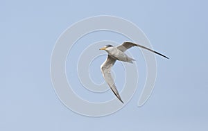 Dwergstern, Little Tern, Sternula albifrons