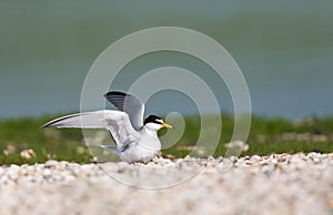 Dwergstern, Little Tern, Sternula albifrons