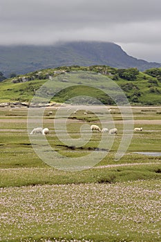 Dwyryd Estuary sheep in Wales